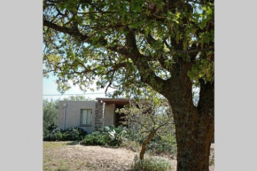 Cottage amidst vines and Oak Trees